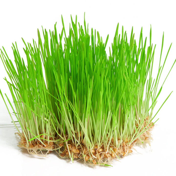 Microgreen Wheatgrass Seeds for Planting – Non-GMO, High Germination Seeds for Indoor Growing, Juicing, and Detox