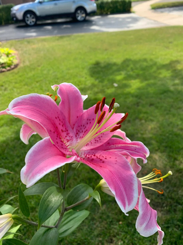 Lilium Blomsterfrø til Plantning Lyserød 100 stk