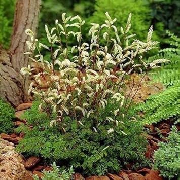 White Aethusifolius Dioicus Plant Seeds