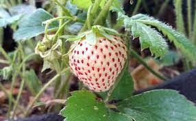 White Alpine Strawberry Fruit Seeds for Planting