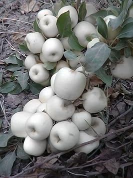 White Apple Fruit Seeds