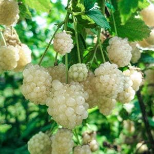 White Blackberry Fruit Seeds 100 pcs
