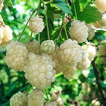 White Blackberry Fruit Seeds 100 pcs