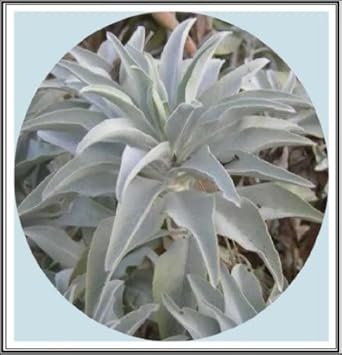White California Sage Plant Seeds