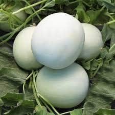 White Cantaloupe Fruit Seeds for Planting