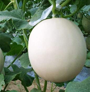 White Cantaloupe Fruit Seeds for Planting