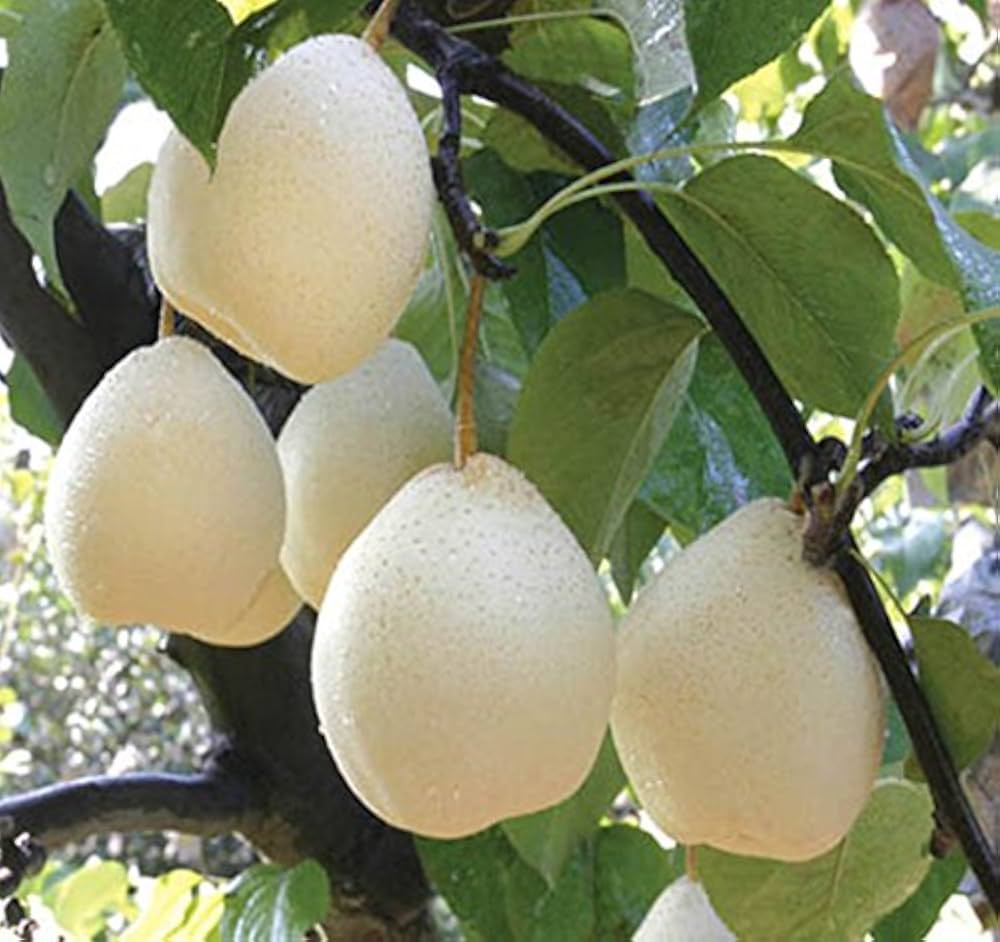 White Chojubai Plant Seeds for Planting | Heirloom Non-GMO Organic Seeds for Rare, Beautiful Fruits