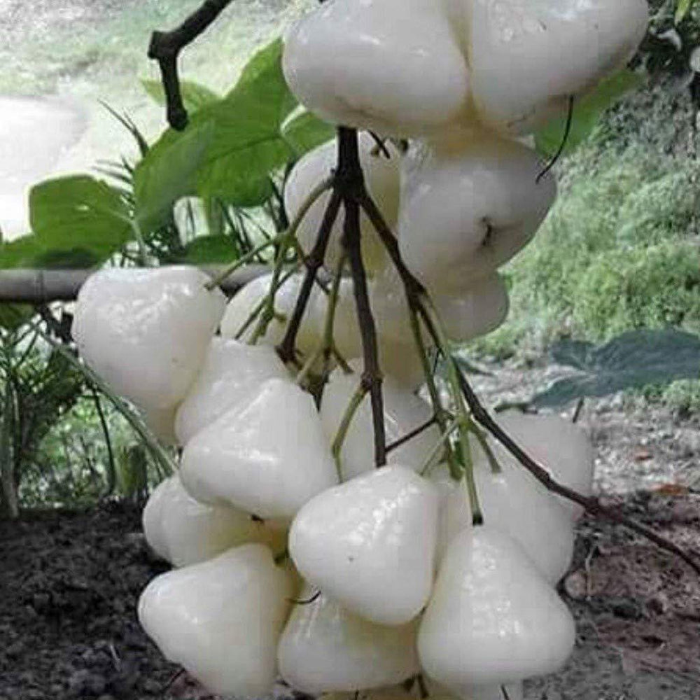 White Chojubai Plant Seeds for Planting | Heirloom Non-GMO Organic Seeds for Rare, Beautiful Fruits