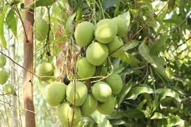 White Chrysophyllum Cainito Fruit Seeds for Planting