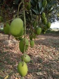 White Chrysophyllum Cainito Fruit Seeds for Planting