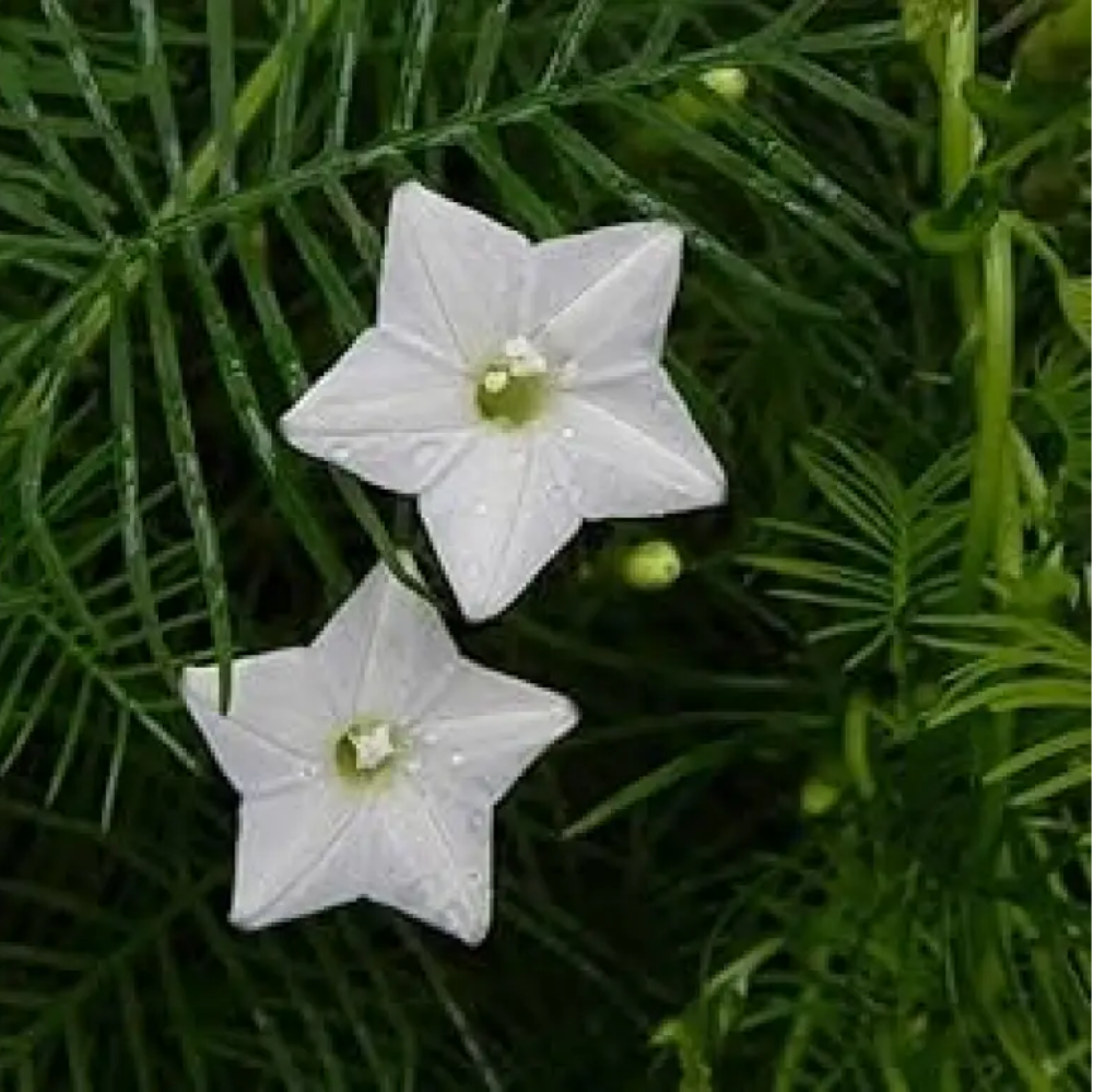 white cryptolepis flower seeds
