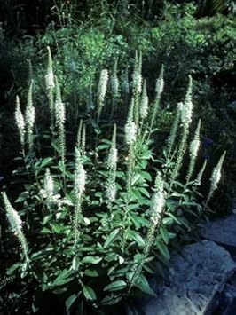 White Culver's Root Plant Seeds for Planting | Heirloom, Non-GMO, High Germination Organic Garden Seeds
