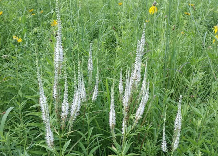 White Culver&