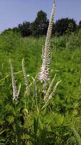 White Culver&