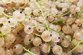 White Currant (Ribes rubrum var. alba) Seeds
