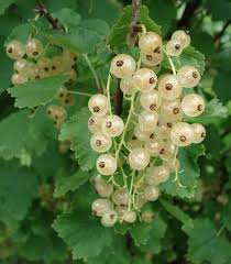 White Currant (Ribes rubrum var. alba) Seeds