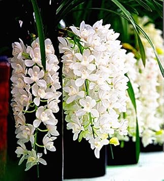 White Cymbidium Orchid Seeds