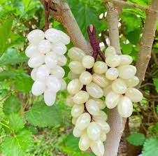White Grape Fruit Seeds for Planting