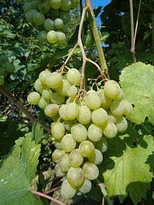 White Grape Muscat (Vitis vinifera) Fruit Seeds