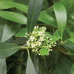 White Ilex Paraguayensis Plant Seeds for Planting | Heirloom Non-GMO Organic Seeds for Hardy Evergreen Shrubs