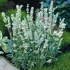 White Lavender Seeds