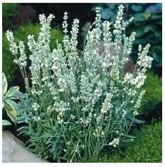 White Lavender Seeds