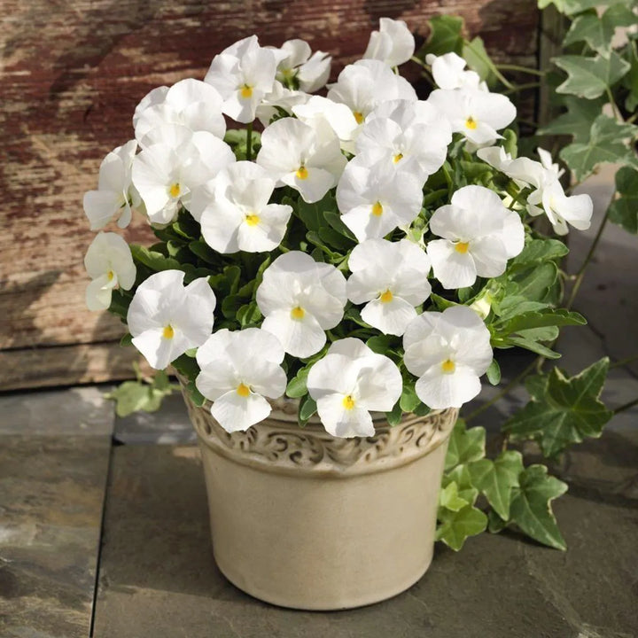 Heirloom White Pansy Flower Seeds for Planting, Non-GMO, Organic, Fresh and Vibrant Blooms