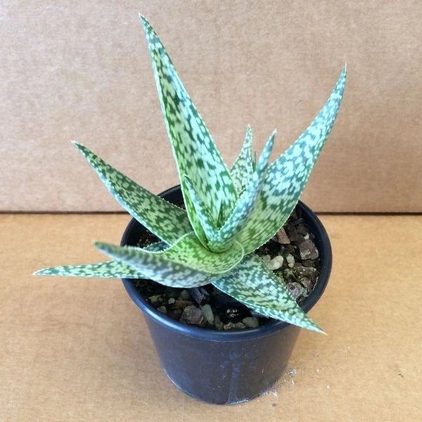 White Succulent Aloe Vera Plant Seeds for Planting | Heirloom, Non-GMO, High Germination Organic Garden Seeds