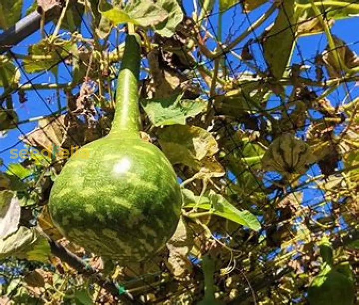 Heirloom Non-GMO Swan Gourd Seeds for Home Garden Planting – High Germination Organic Garden Seeds