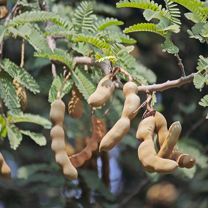 White Tamarind (Leucaena leucocephala) Fruit Seeds