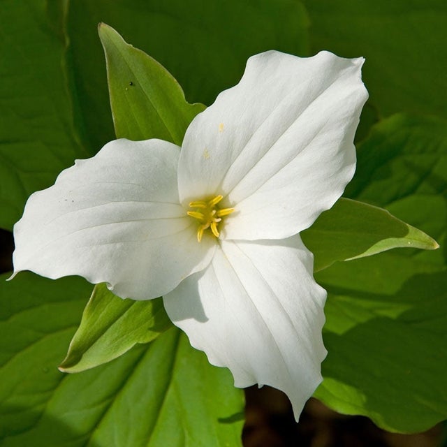 trillium flower flower seeds