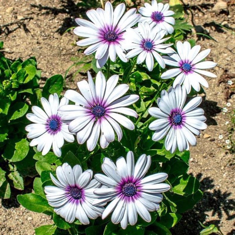 Heirloom Non-GMO Eyed Flower Seeds for Planting – Unique Ornamental Garden Blooms | High Germination