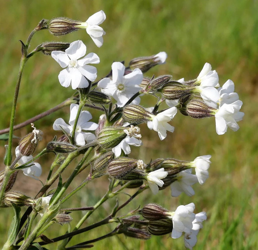 Campion Blomsterfrø til udplantning, 100 stk