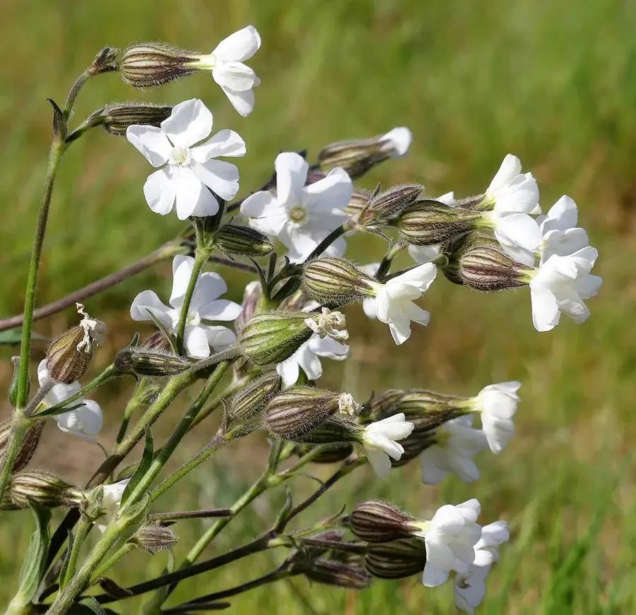 campion flower flower seeds