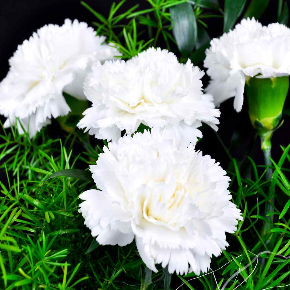 White Carnation Flower Seeds – Heirloom Non-GMO Seeds for Garden Planting