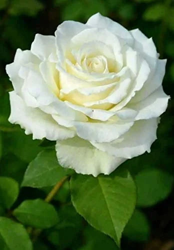 White Double Petal English Rose Flower Seeds for Planting - 100 pcs