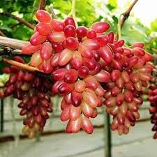 Wild Fox Grape Seeds for Planting