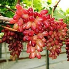 Wild Fox Grape Seeds for Planting