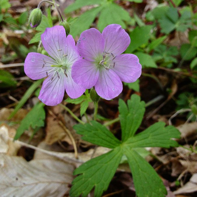 Heirloom Non-GMO Geranium Asphodeloides Flower Seeds for Planting – Beautiful Garden Blooms, High Germination Organic Seeds