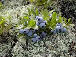 Wild Lowbush Blueberries Fruit Seeds for Planting