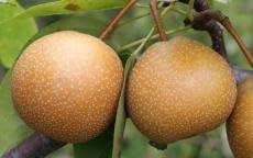 Wild Pear (Pyrus Communis) Bonsai Seeds for Planting