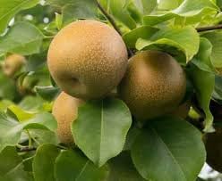 Wild Pear (Pyrus Communis) Bonsai Seeds for Planting