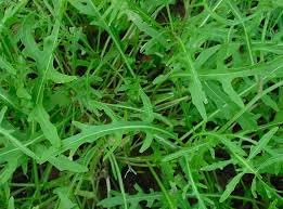 Wild Rocket Selvatica Plant Seeds