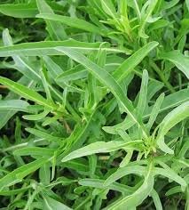 Wild Rocket Selvatica Plant Seeds
