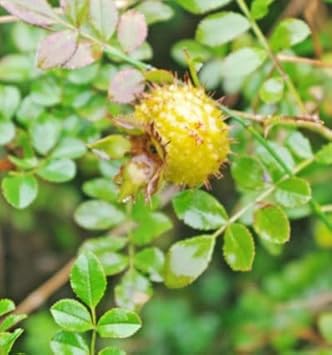 Wild Rosa Roxbunghii Fruit Seeds for Planting | Heirloom Non-GMO Organic Seeds for Green, Hardy Landscapes