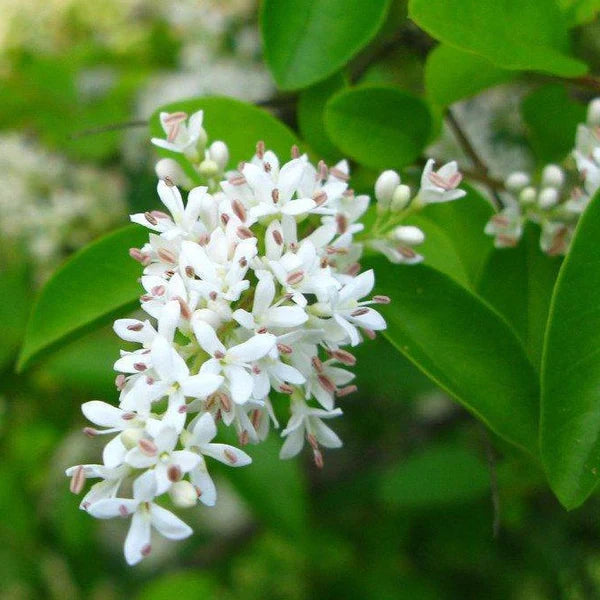 Hvide Ligustrum Blomsterfrø til udplantning - 100 stk