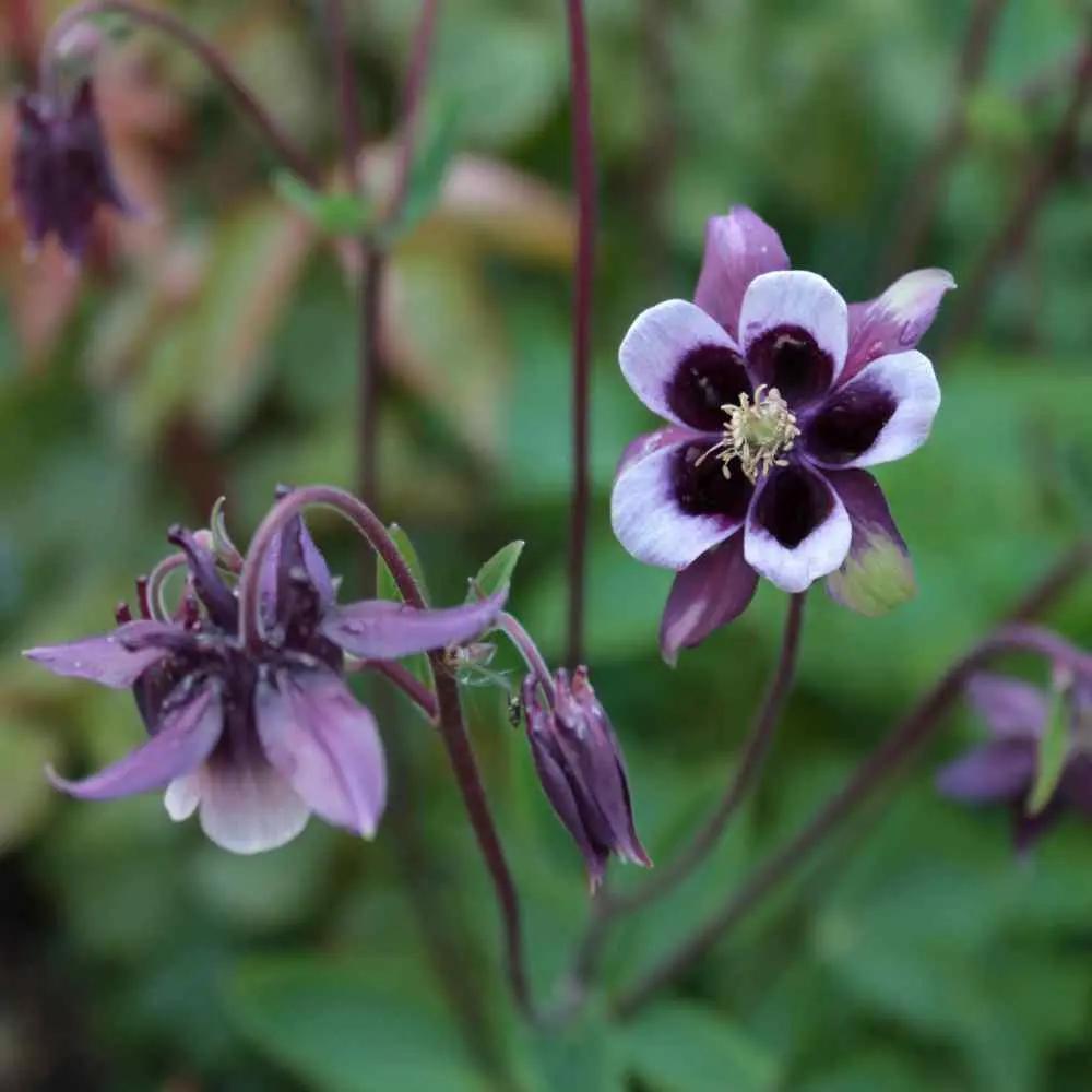 purple white flower seeds