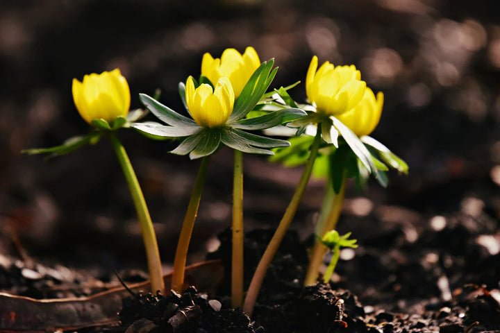 Yellow Aconite Flower Seeds for Planting, Bright Blooms, 100 pcs