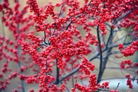 Winterberry Holly Fruit Seeds for Planting