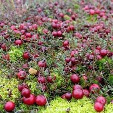 Winterberry Holly Seeds for Festive, Decorative Plants